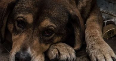 Joven podría recibir 10 años de prisión por abusar sexualmente de un perro